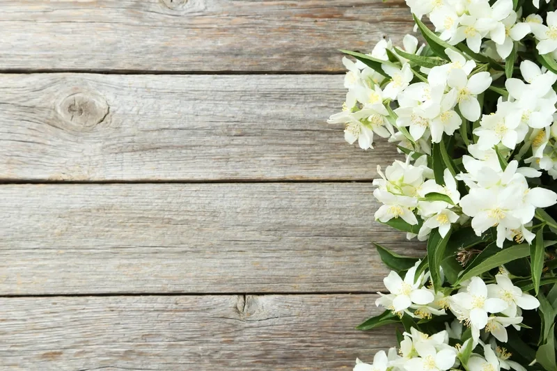 Tải ngay background hoa nhài cho điện thoại dễ thương