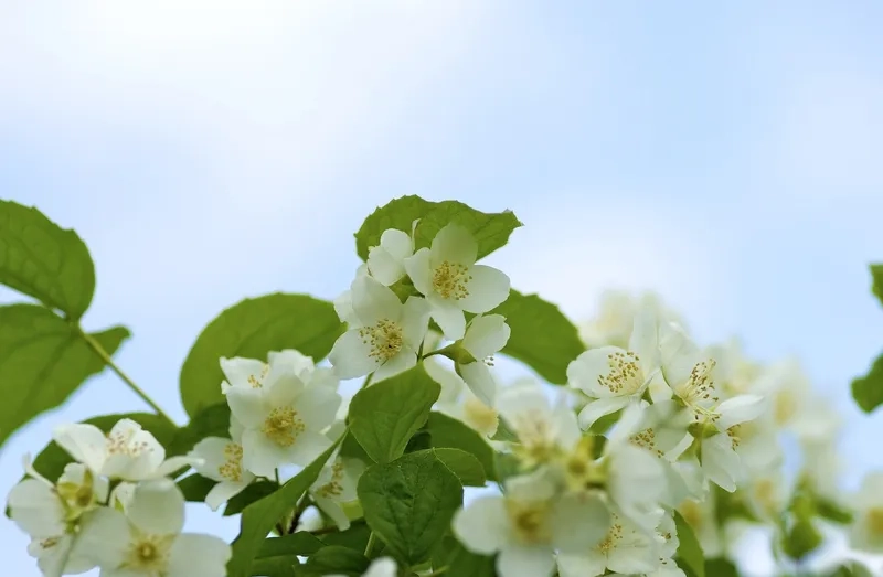 Background hoa nhài cho máy tính sang trọng và tinh tế