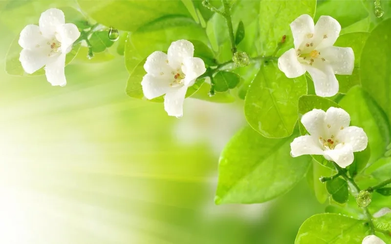 Tải background hoa nhài vector chất lượng cao miễn phí