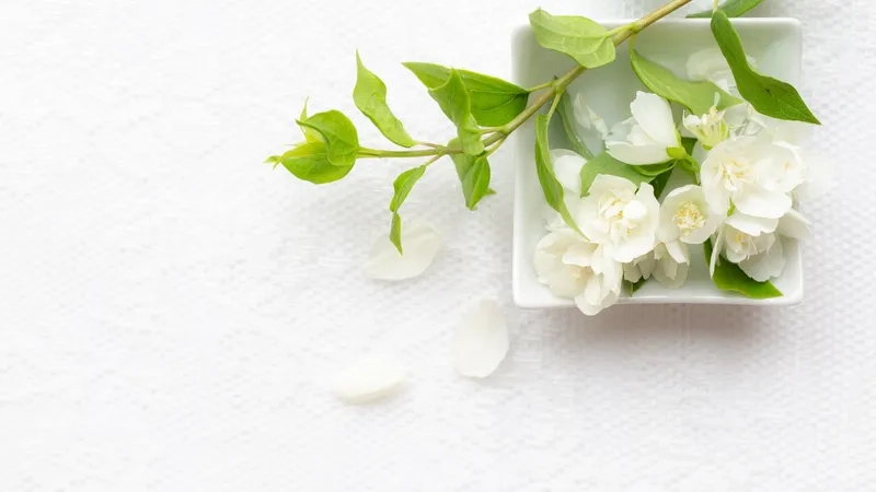 Background hoa nhài thiên nhiên tươi mát và dịu dàng