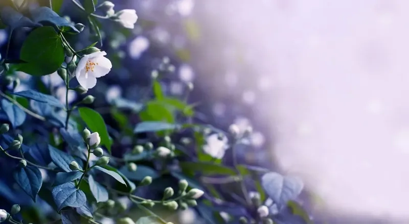 Background hoa nhài wallpaper đẹp trang trí máy tính và điện thoại