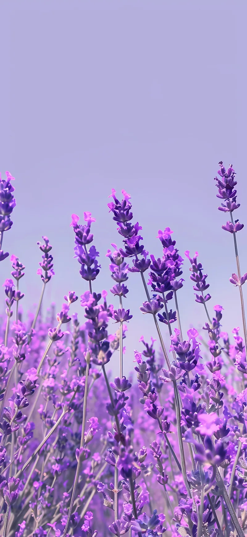 Hình nền hoa oải hương tím mộng mơ mang đến vẻ đẹp thanh khiết tự nhiên