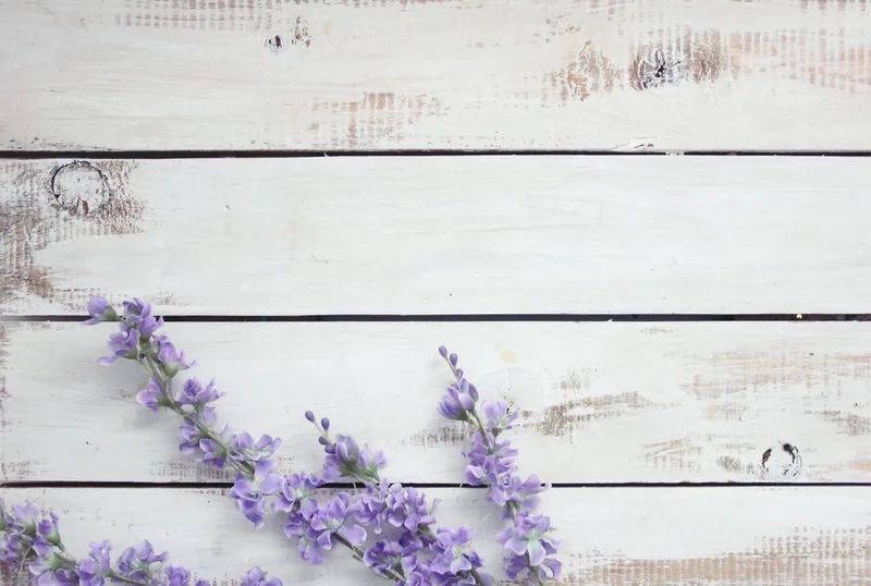 Background cánh đồng hoa oải hương trải dài bát ngát tựa như giấc mơ tím