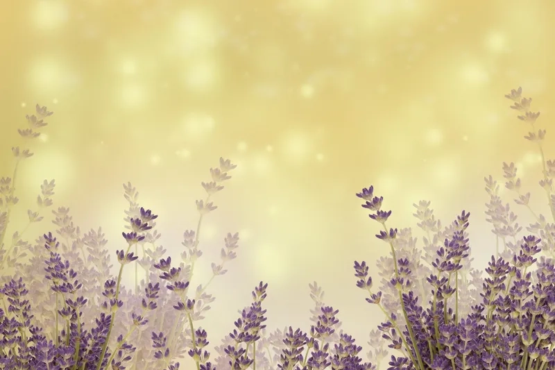 Background hoa oải hương pastel nhẹ nhàng mang đến cảm giác an yên tuyệt đối