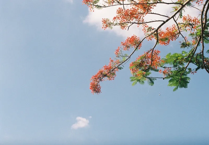 Nhớ tuổi học trò với background hoa phượng trường học