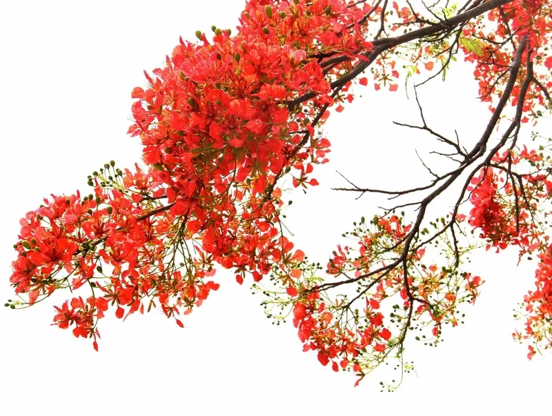 Chỉnh sửa nhanh chóng với background hoa phượng PSD