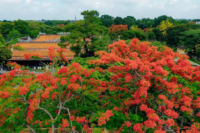 Thiết kế linh hoạt hơn cùng background hoa phượng tách nền