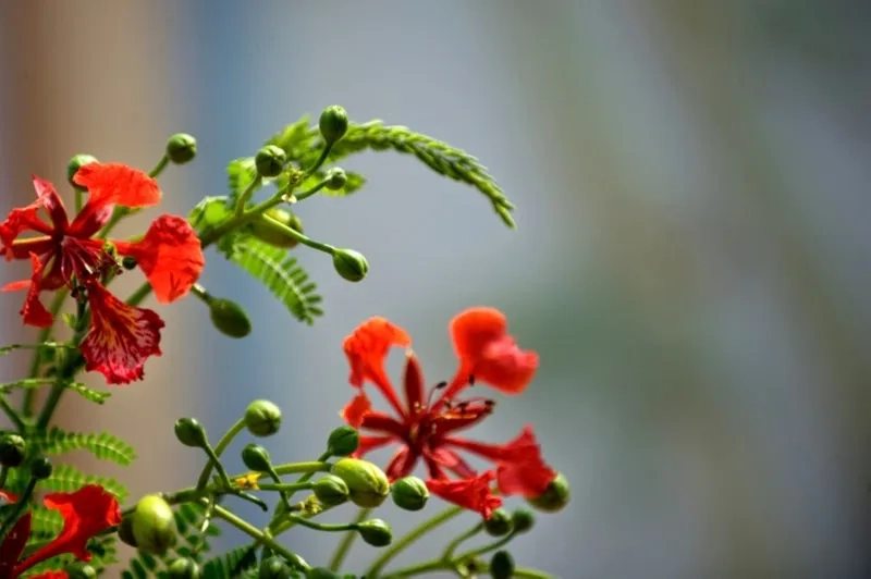 Ghi dấu kỷ niệm học trò với background hoa phượng cho kỷ yếu