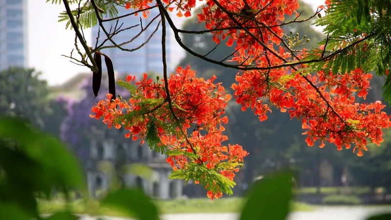 Lưu giữ thanh xuân với background hoa phượng lớp 12