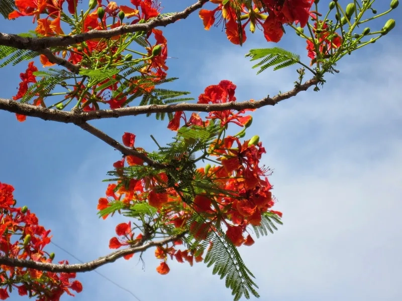 Sử dụng dễ dàng trong mọi dự án với background hoa phượng PNG