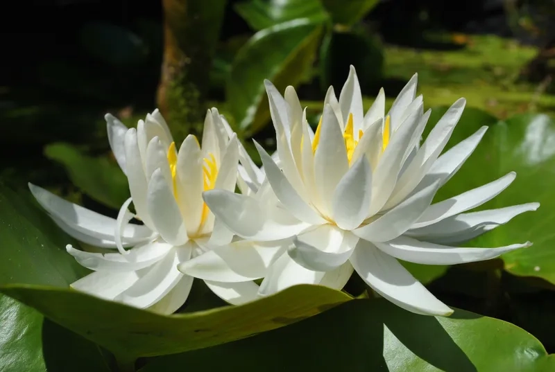 Background hoa súng vector sắc nét, dễ dùng cho thiết kế