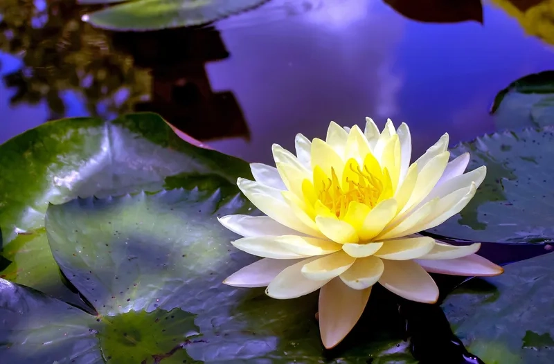 Background hoa súng vàng rực rỡ, đầy sức sống mùa hè