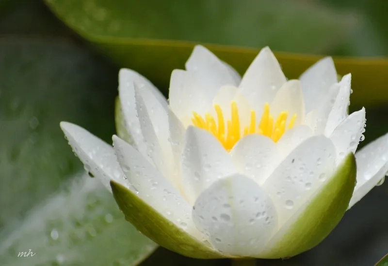 Background hoa súng thiên nhiên hài hòa cùng cảnh hồ sen