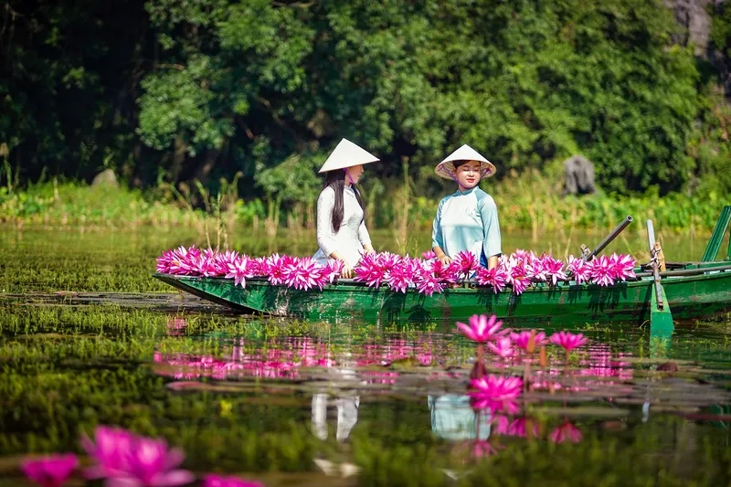 Background hoa súng ao hồ mát mắt, thư giãn mọi lúc