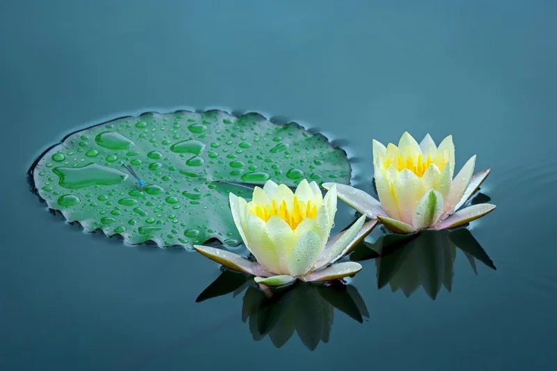 Background hoa súng đơn giản tinh tế, dễ chịu cho mắt