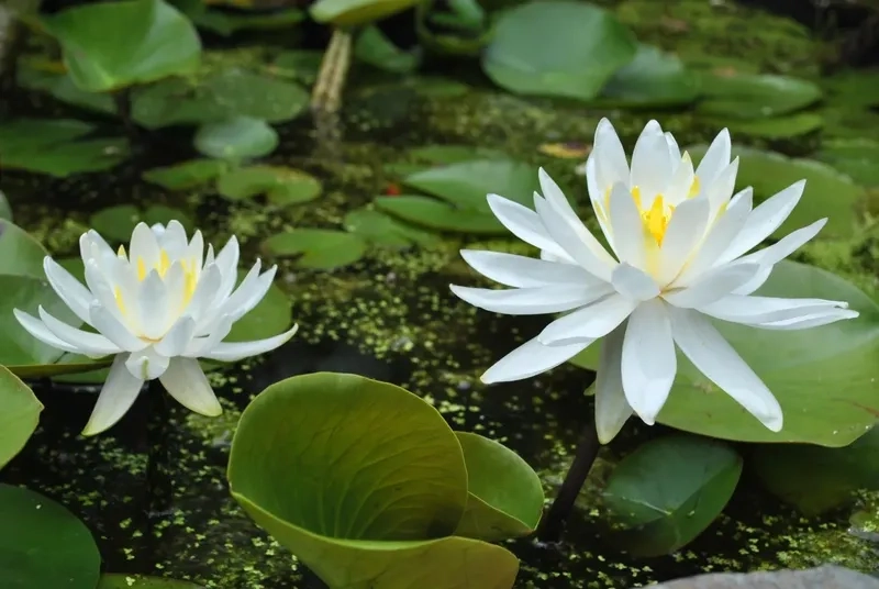 Background hoa súng thủy sinh độc đáo, đầy màu sắc sinh động