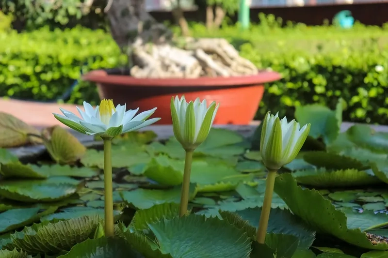 Background hoa súng phong cách tối giản, nhẹ nhàng, hiện đại