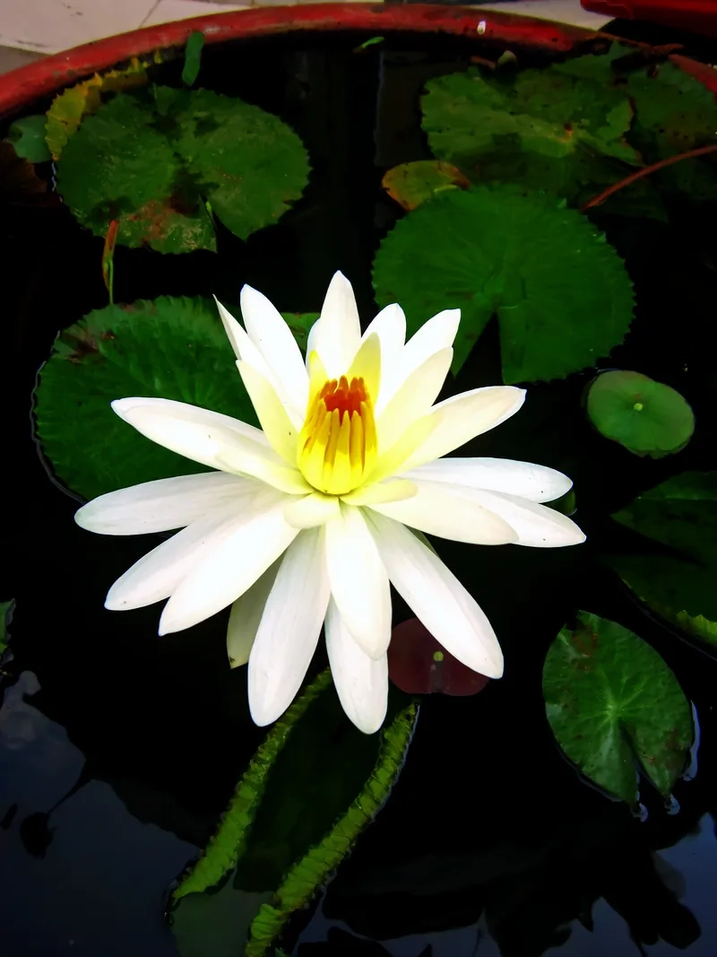 Background hoa súng trừu tượng sáng tạo, nổi bật trên màn hình