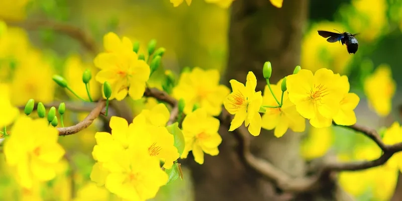 Thiết kế banner quảng cáo ấn tượng bằng background hoa Tết