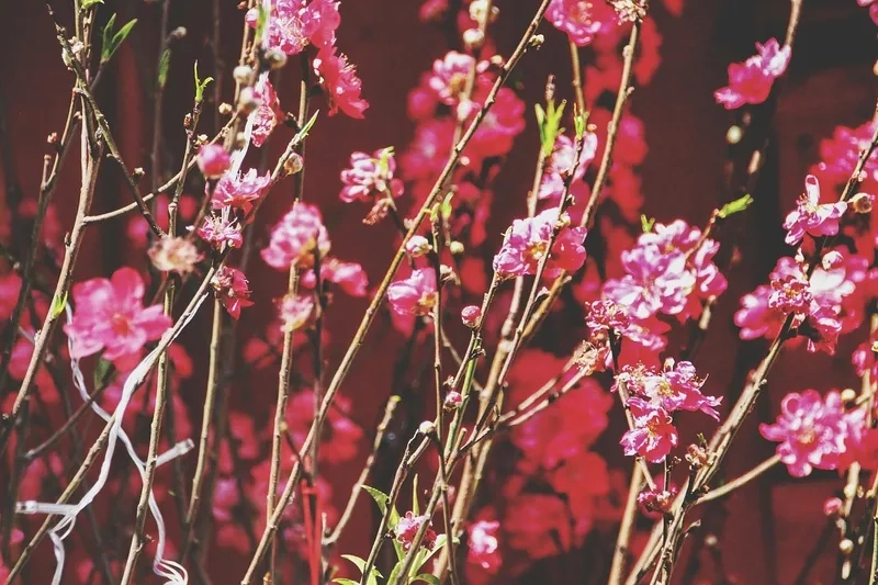 Tạo ấn phẩm Tết nổi bật bằng background hoa Tết in ấn