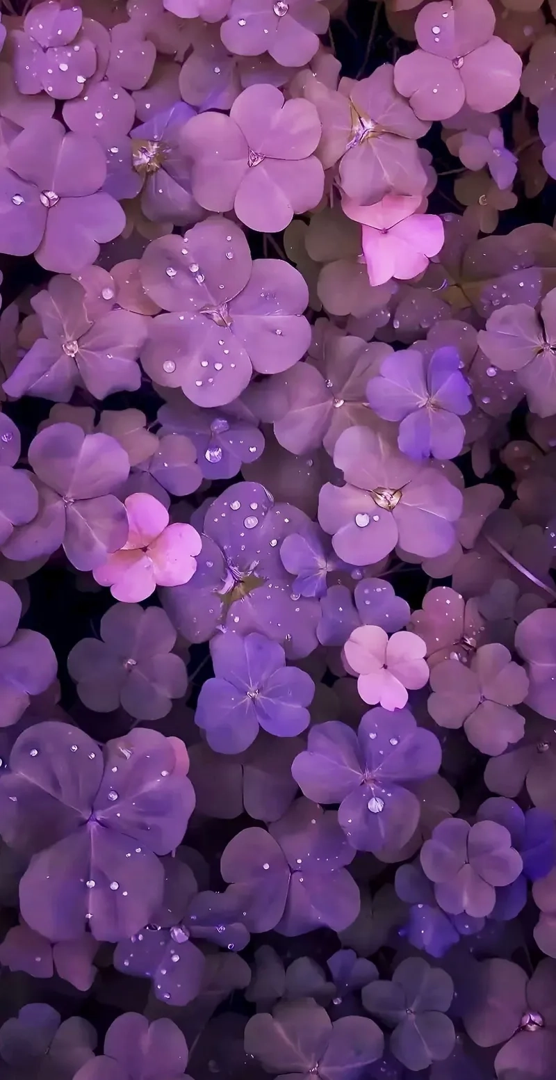 Background hoa tử đằng tím lãng mạn, ngọt ngào cho mắt nhìn