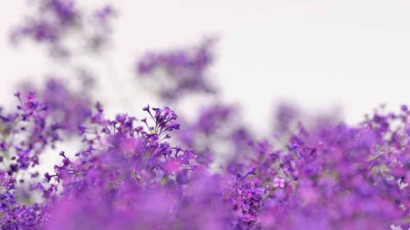 Background hoa tím phong cách Hàn trẻ trung, hiện đại