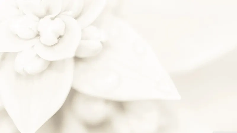 Sáng tạo độc đáo cùng background hoa trắng nghệ thuật