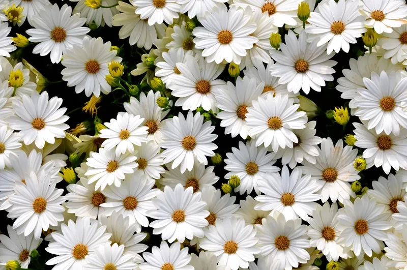 Chiêm ngưỡng chi tiết sắc nét với background hoa trắng 4K