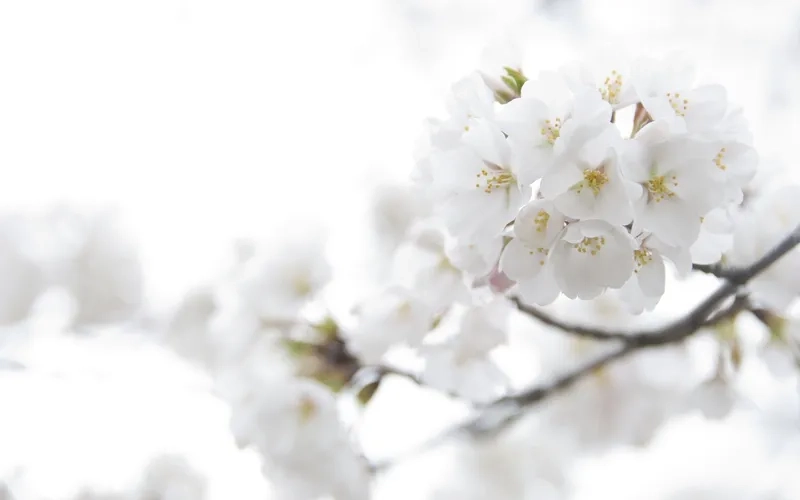 Tạo thiệp cưới thanh lịch với background hoa trắng thiệp cưới