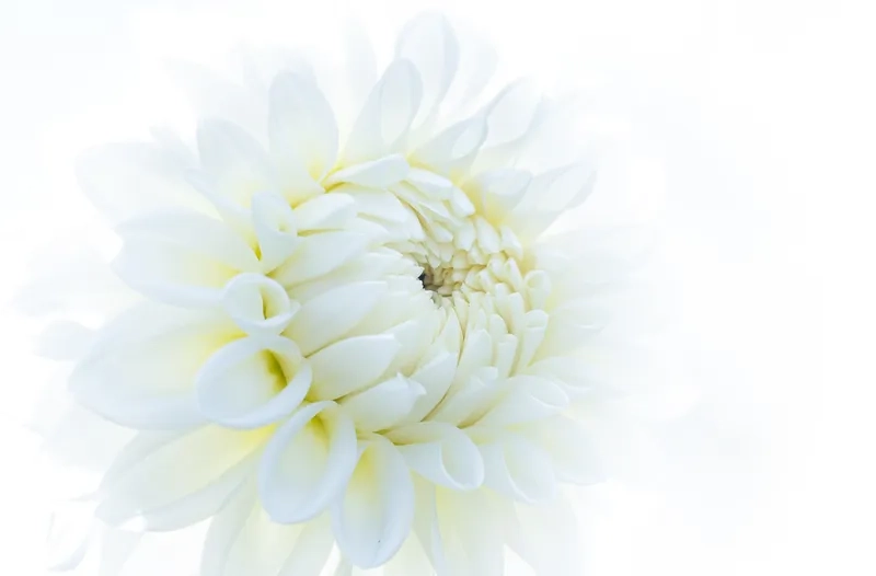 Nâng tầm website với background hoa trắng trang trí website