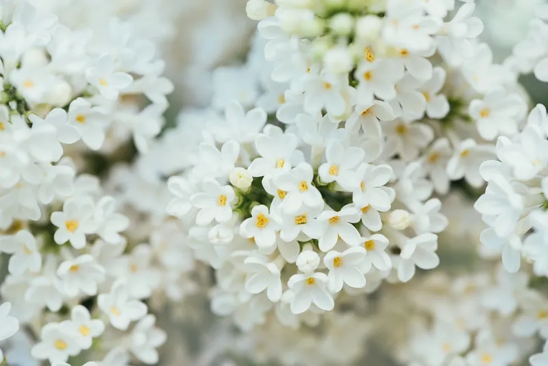 Thưởng thức background hoa trắng đẹp tinh tế nhẹ nhàng