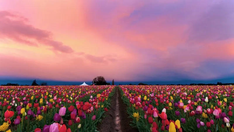 Tận hưởng background hoa tulip full HD lung linh và tinh tế