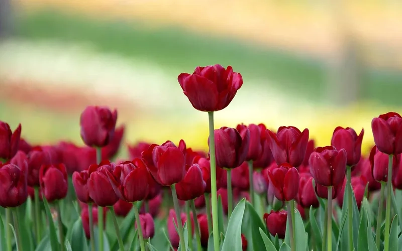 Background hoa tulip cho điện thoại tạo nét sang và tinh tế