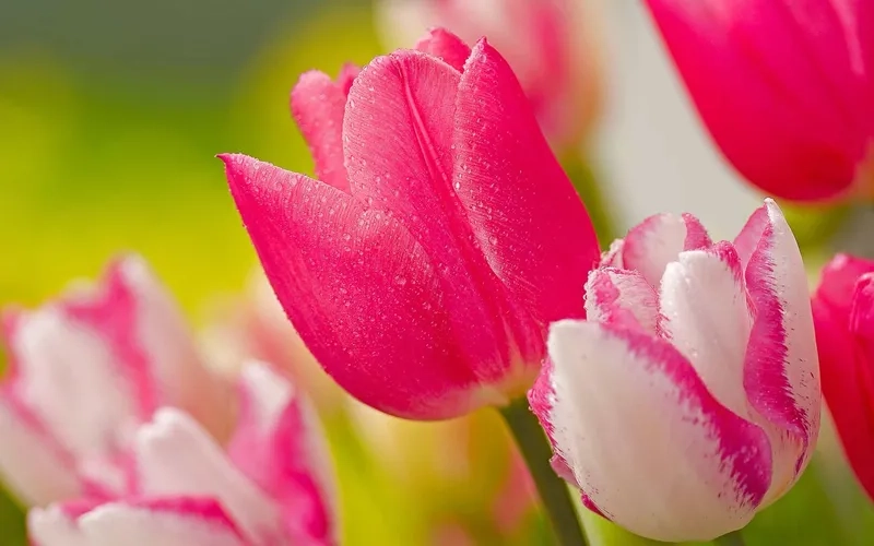 Background hoa tulip macro phô diễn vẻ đẹp chi tiết của từng cánh