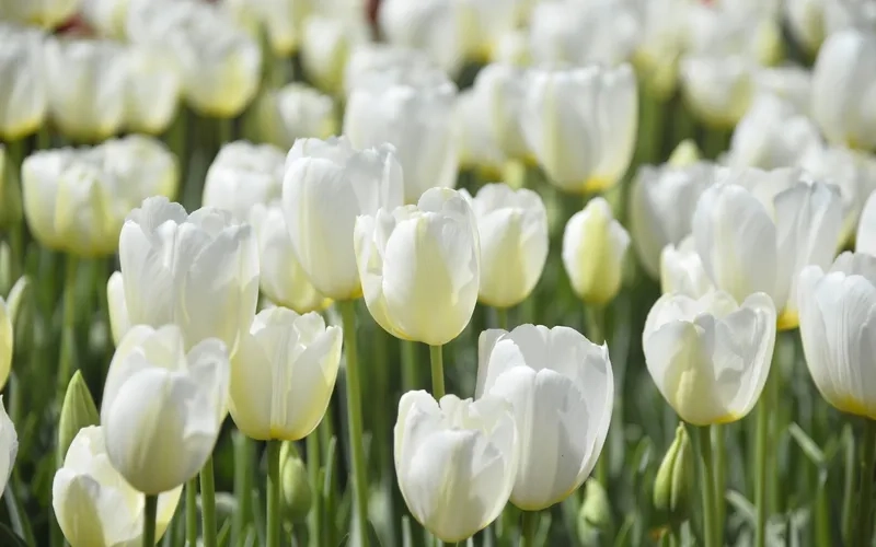 Background hoa tulip tối giản mang phong cách tinh tế hiện đại