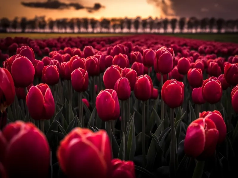 Background hoa tulip cho mạng xã hội giúp ảnh nổi bật và cuốn hút