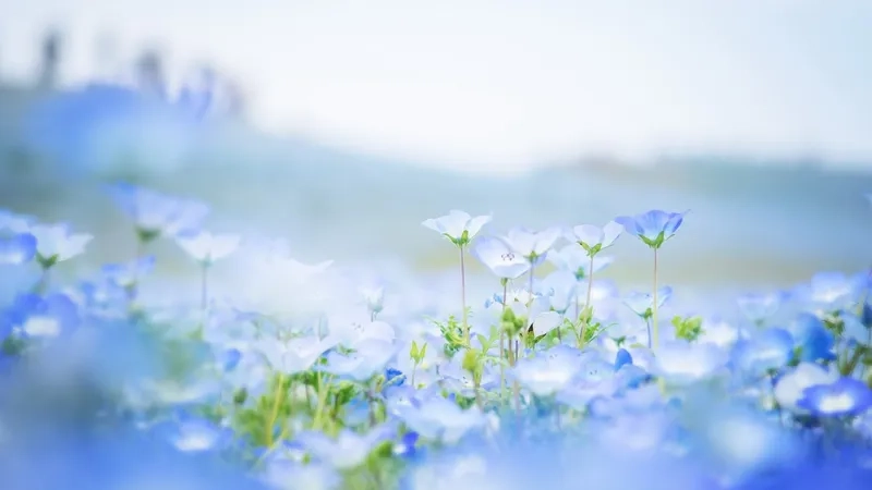 Nhỏ xinh nhưng đầy sức sống với background hoa tươi mini