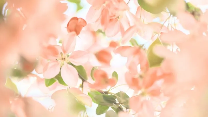 Phong cách tinh giản và thời thượng cùng background hoa tươi hiện đại