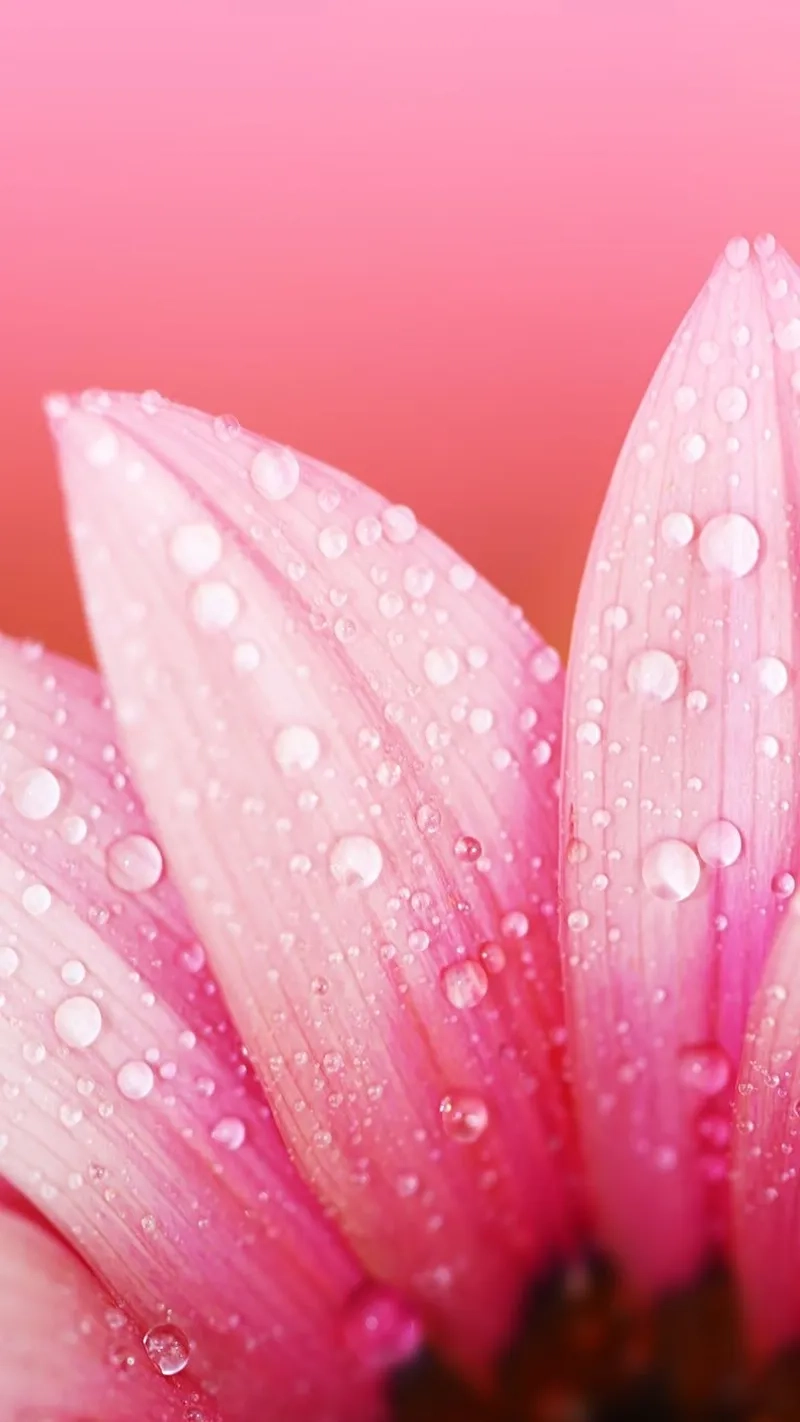 Tiết kiệm chi phí với background hoa tươi thuê linh hoạt