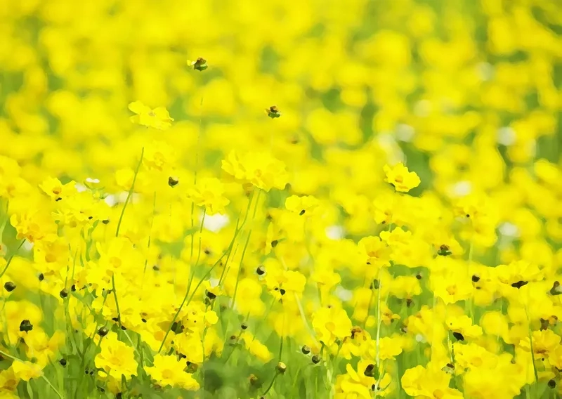 Thiết kế dễ dàng với background hoa vàng vector sắc nét