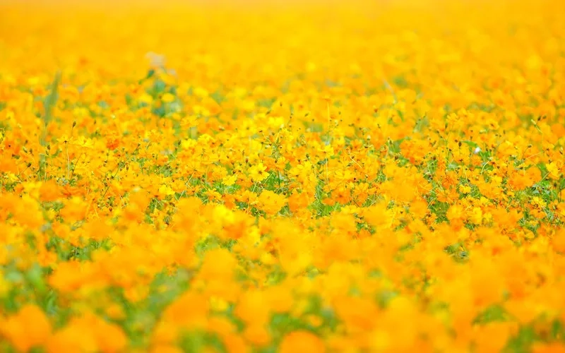 Hòa mình thiên nhiên cùng background hoa vàng tự nhiên