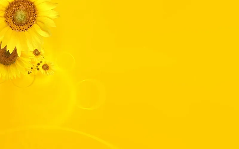 Nhẹ nhàng, ngọt ngào cùng background hoa vàng pastel