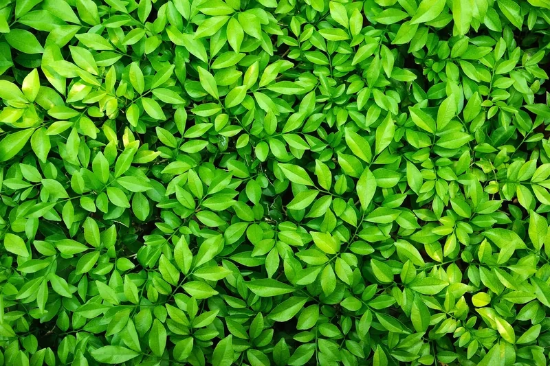 Tạo banner nổi bật với background lá cây banner đẹp