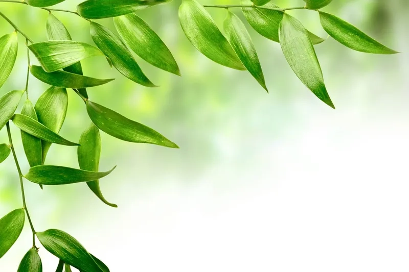 Story nổi bật cùng background lá cây instagram story