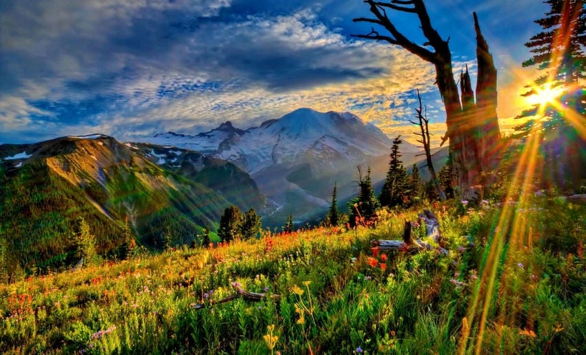 Background mùa hè đẹp mang hơi thở thiên nhiên