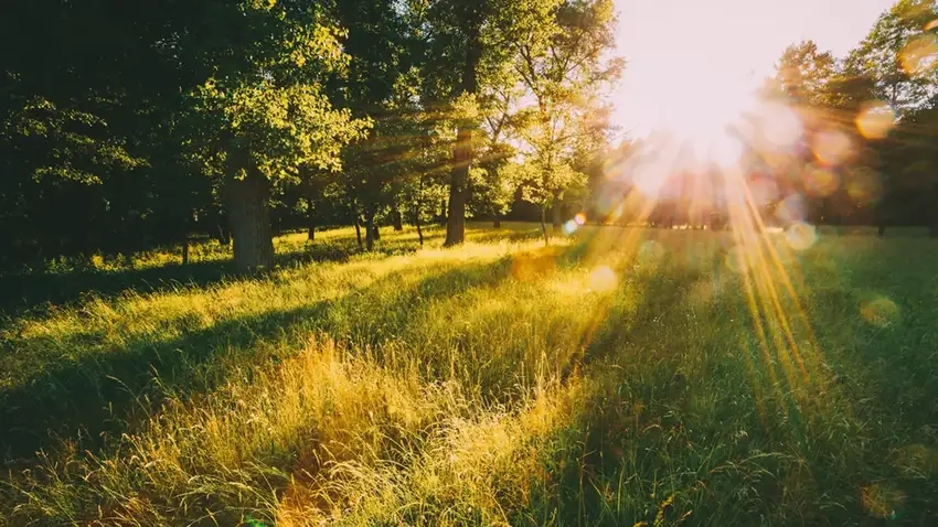 Background mùa hè 4k sống động và chân thực