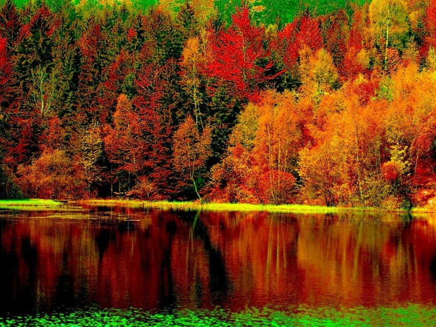 Background mùa thu tổng hợp đa dạng sắc màu