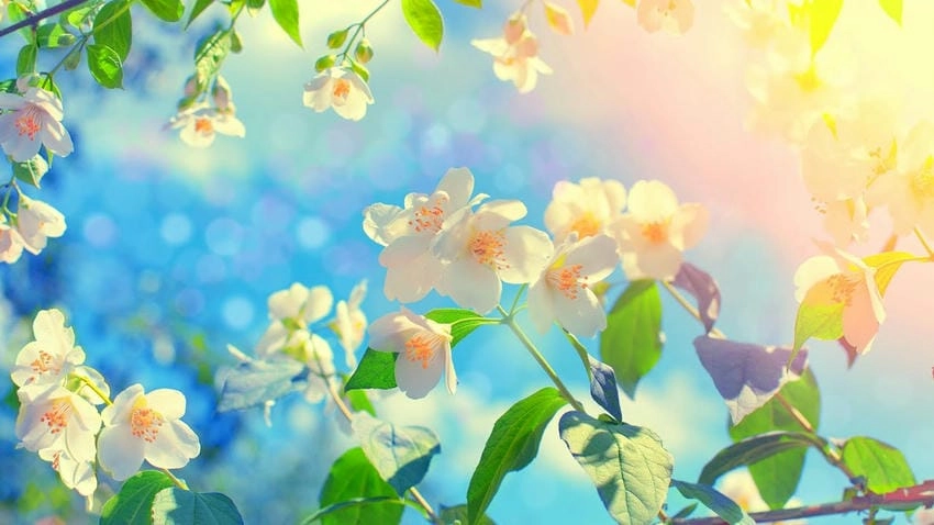 Background mùa xuân đa năng dùng cho nhiều chủ đề