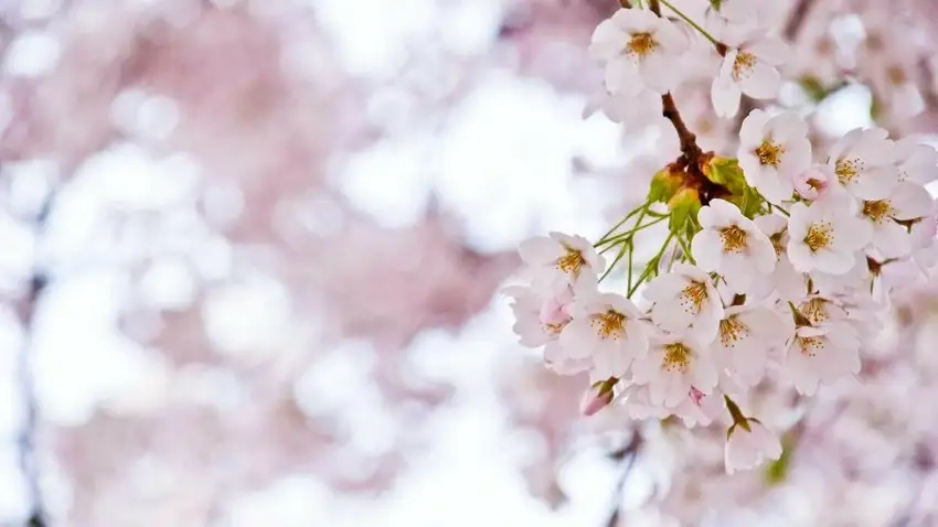 Background mùa xuân tươi sáng ngập sắc hoa