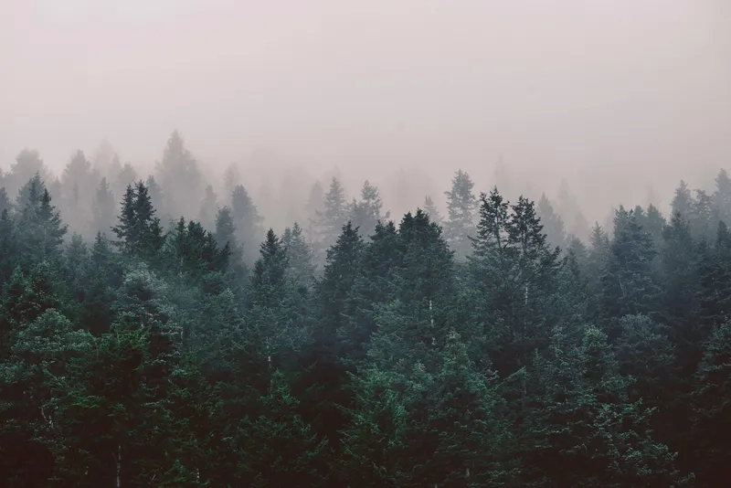 Background rừng cây mùa thu lãng mạn cho mọi dự án sáng tạo